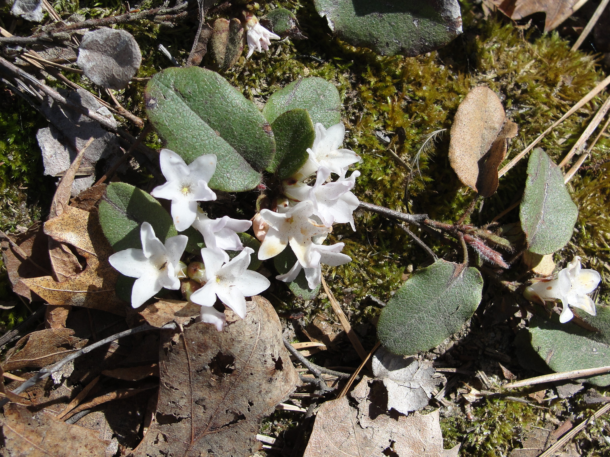 Trailing arbutus mary richmonds cape cod art and nature