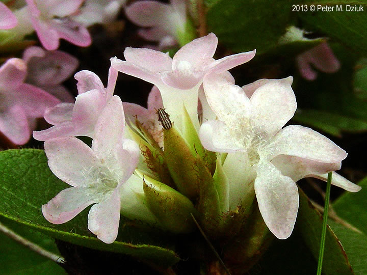 Epigaea repens trailing arbutus minnesota wildflowers