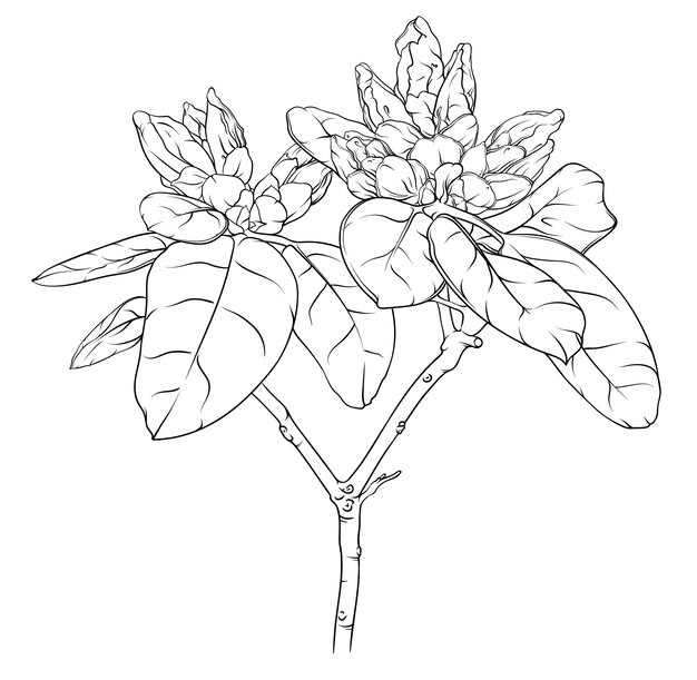 Premium vector branch of rhododendron with unblown buds and leaves drawing sketch outline of a plant