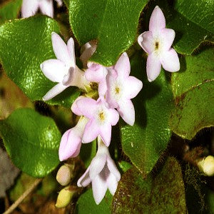 Trailing arbutus seeds mayflower â vermont wildflower farm