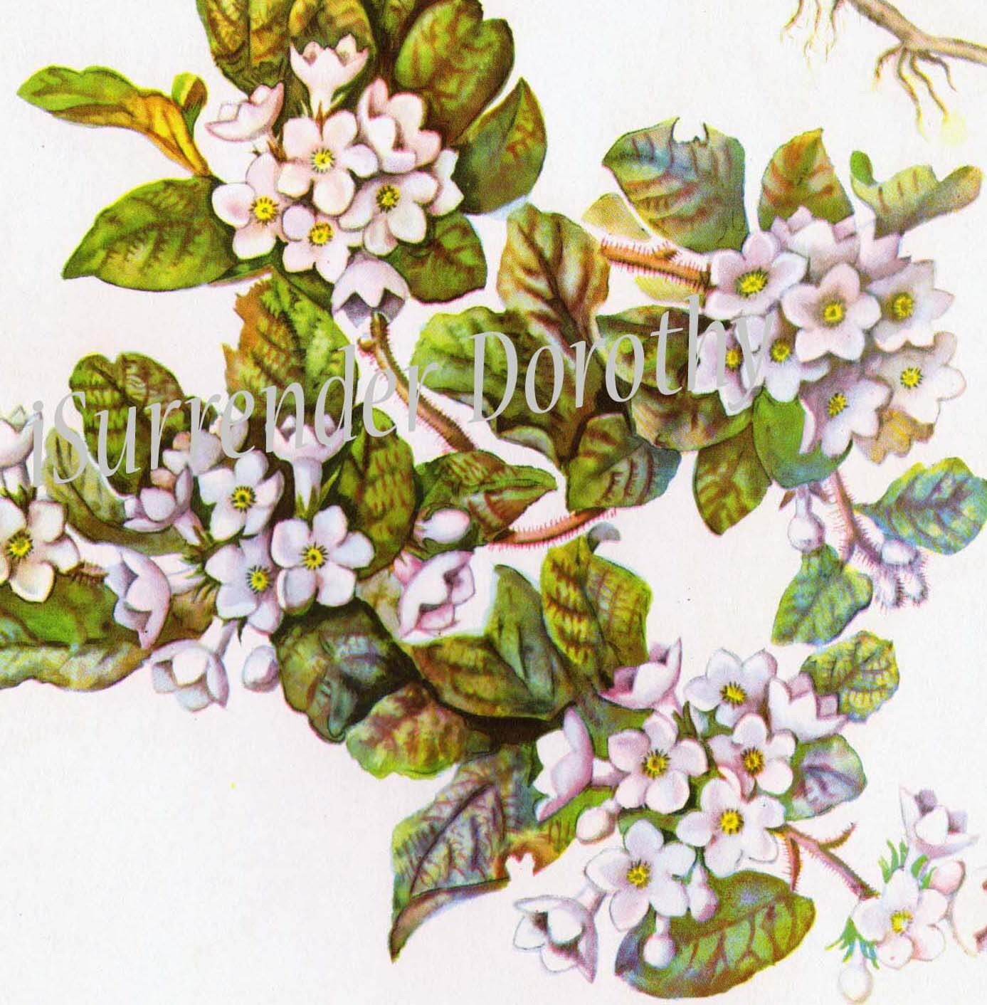 Trailing arbutus checkerberry flowers vintage s botanical lithograph cottage garden art print to frame