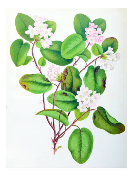 Arbutus stock illustrations royalty