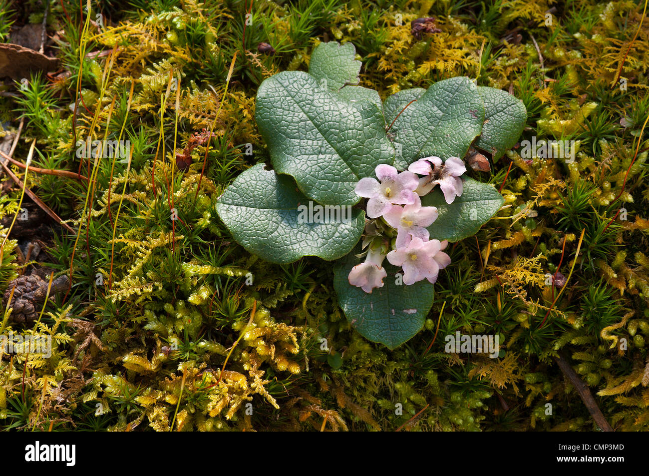 Trailing arbutus hi