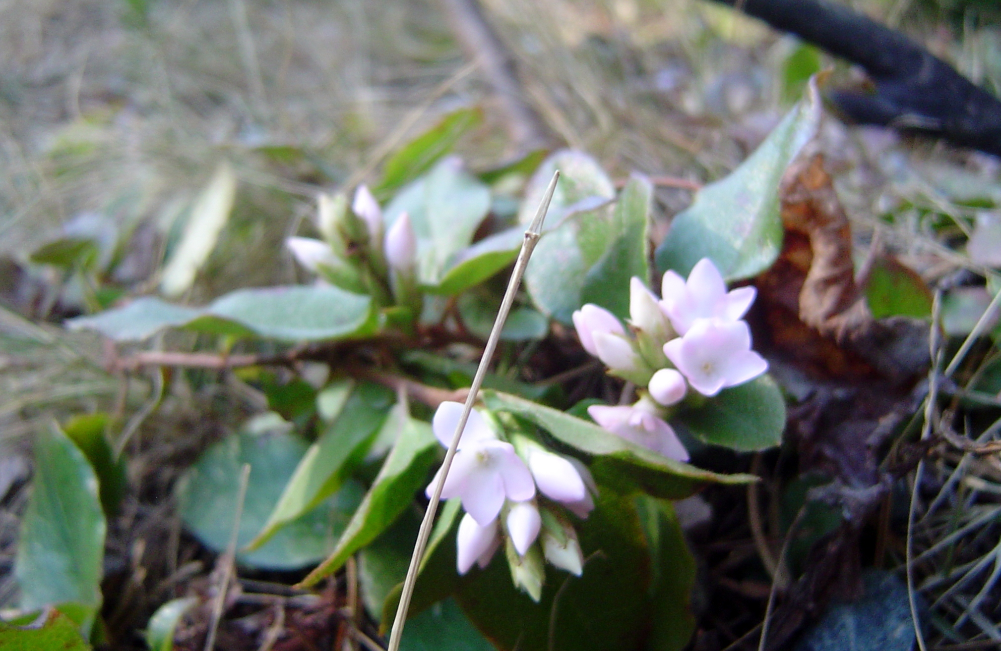 Trailing arbutus