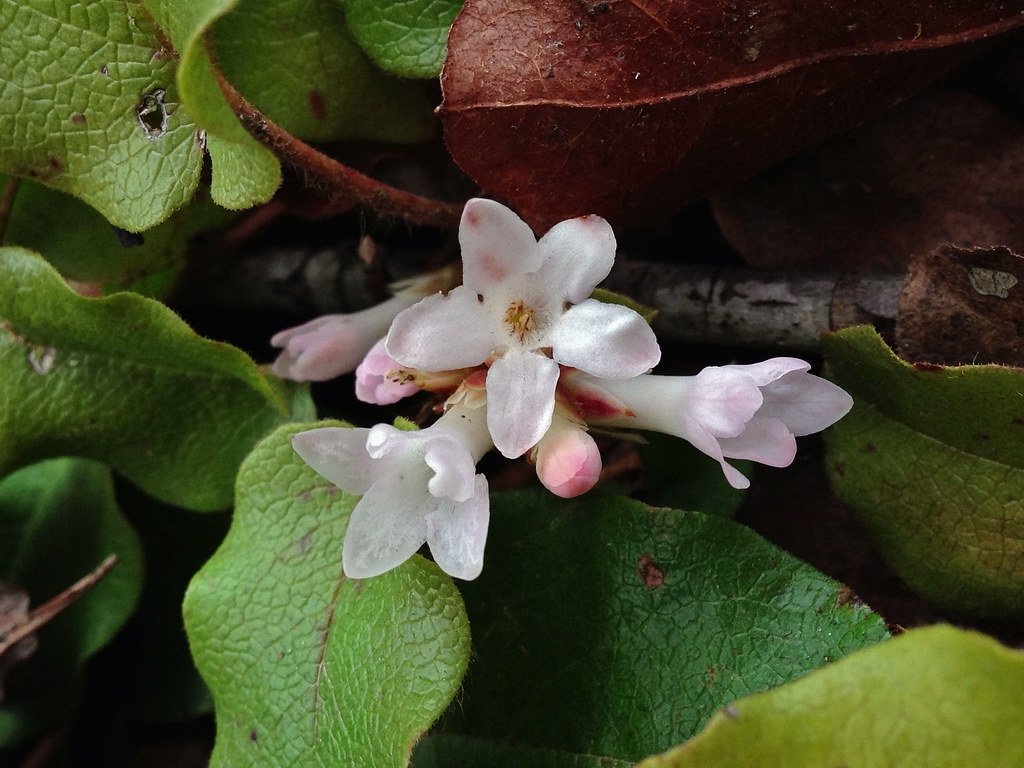 Epigaea repens mayflower plymouth mayflower trailing arbutus north carolina extension gardener plant toolbox