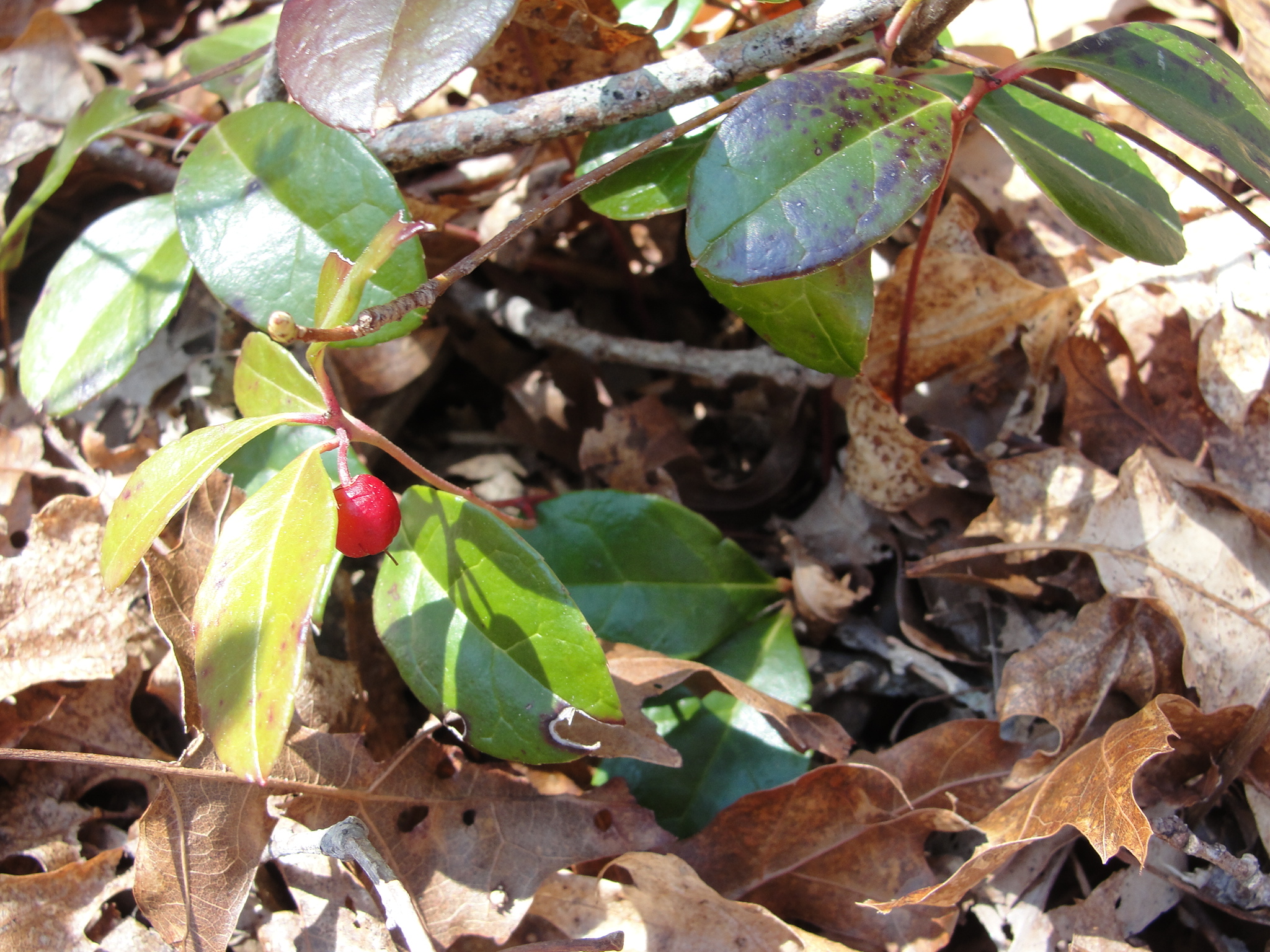 Trailing arbutus mary richmonds cape cod art and nature