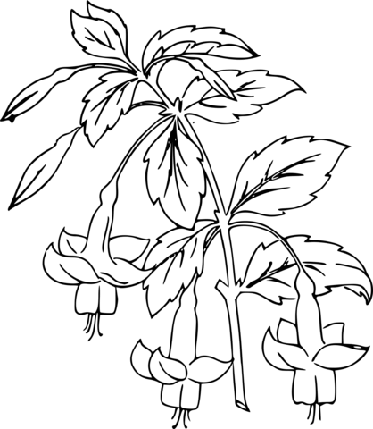 Fuchsia coloring page free printable coloring pages