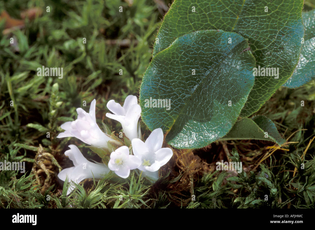 Trailing arbutus or mayflower epigaea repens stock photo