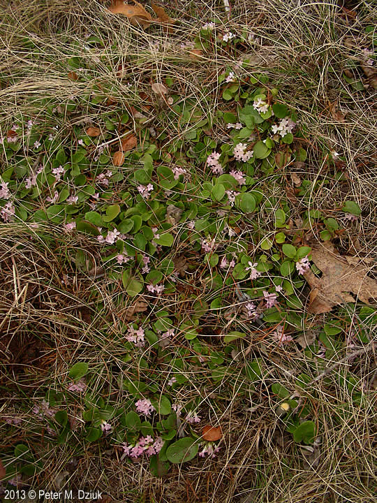 Epigaea repens trailing arbutus minnesota wildflowers