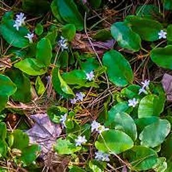 Chuxay garden mix mayflower plant seed seeds trailing arbutus plants epigaea repens beautiful perennial wildflower wonderful choice for garden patio lawn garden