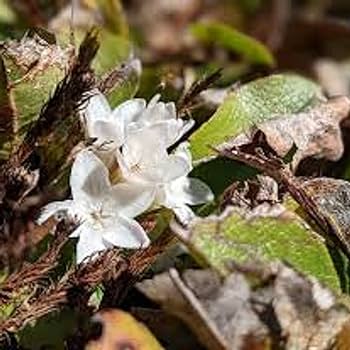 Chuxay garden mix mayflower plant seed seeds trailing arbutus plants epigaea repens beautiful perennial wildflower wonderful choice for garden patio lawn garden