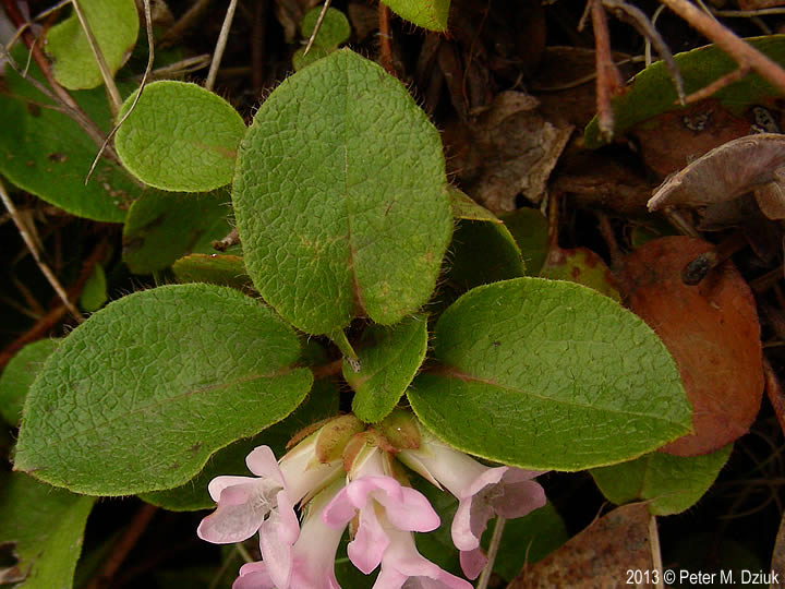 Epigaea repens trailing arbutus minnesota wildflowers