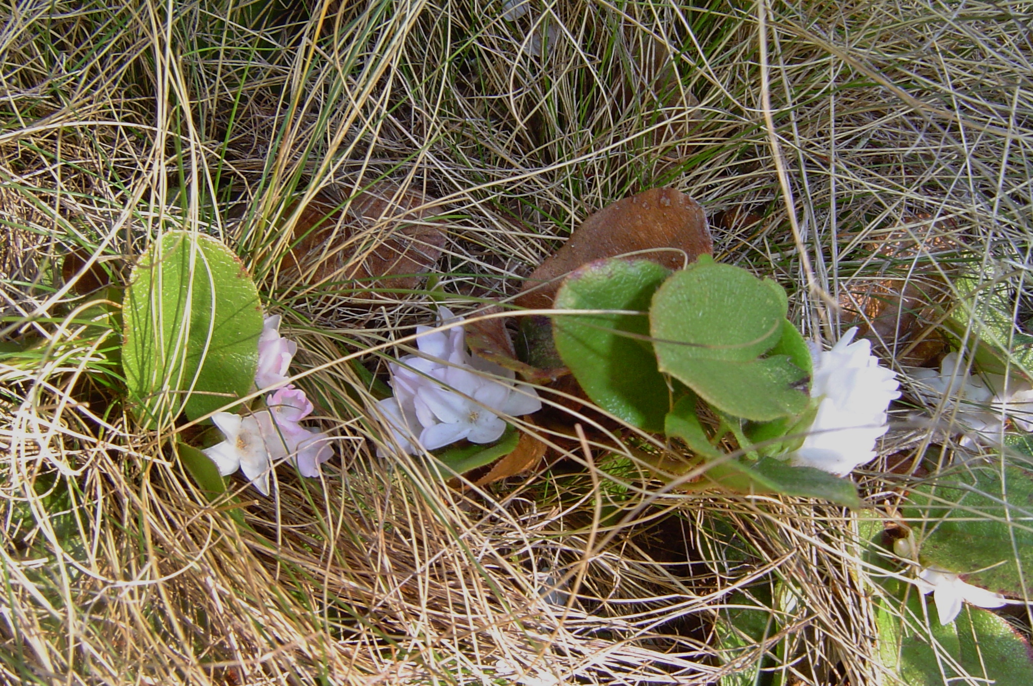 Trailing arbutus