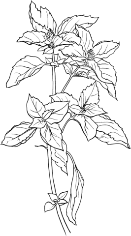 Basil coloring page free printable coloring pages