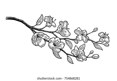 Mayflower trailing arbutus epigaea repens vintage stock vector royalty free