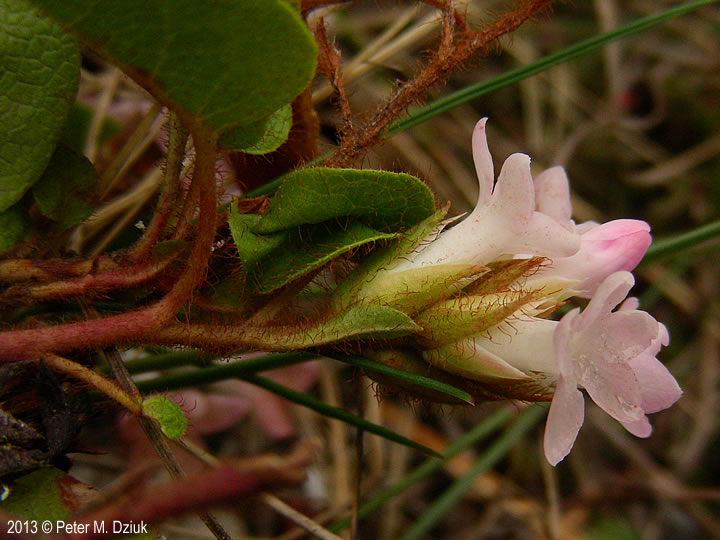 Epigaea repens trailing arbutus minnesota wildflowers