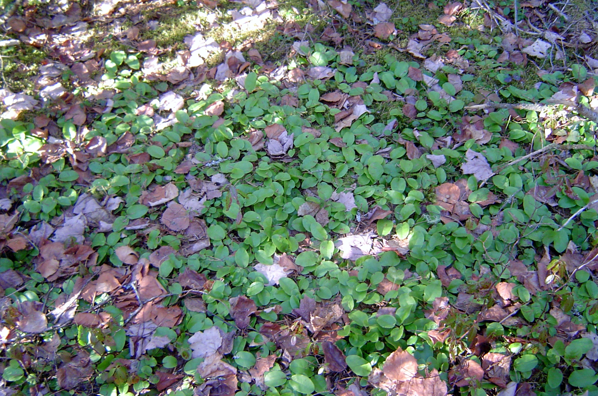 Trailing arbutus