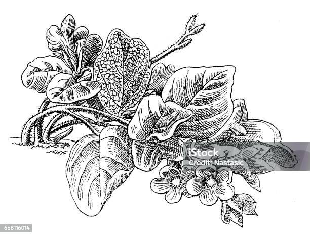 Mayflower or trailing arbutus or epigaea repens stock illustration