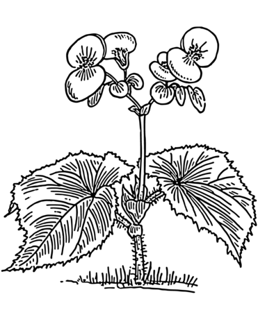 Begonia coloring page free printable coloring pages