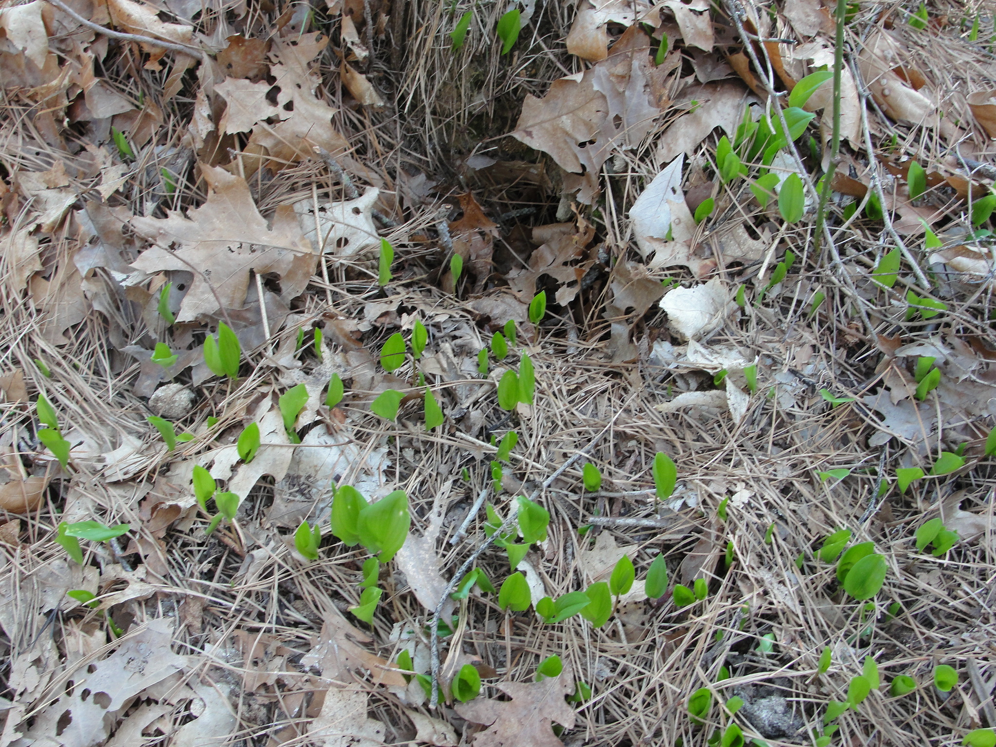 Trailing arbutus mary richmonds cape cod art and nature