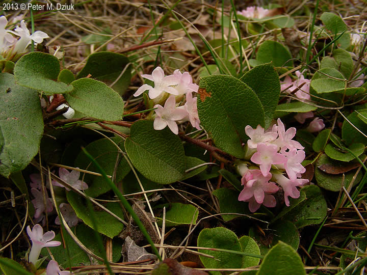 Epigaea repens trailing arbutus minnesota wildflowers