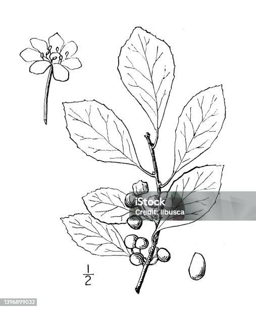 Antique botany plant illustration epigaea repens trailing arbutus mayflower ground laurel stock illustration