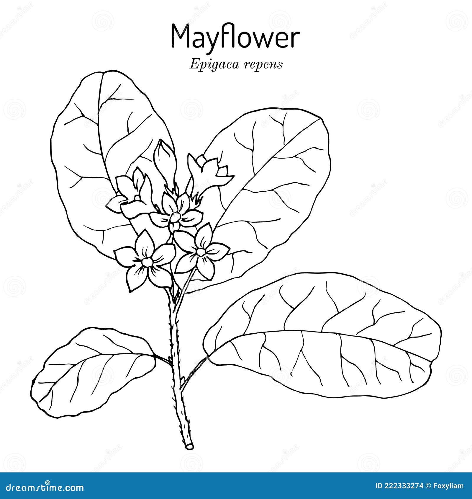 Mayflower or trailing arbutus epigaea repens state flower of massachusetts stock vector