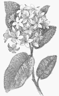 Trailing arbutus epigaea repens flower drawing arbutus sketches