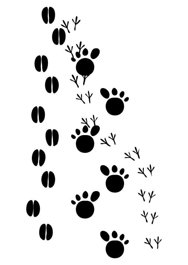 Coloring page animal tracks