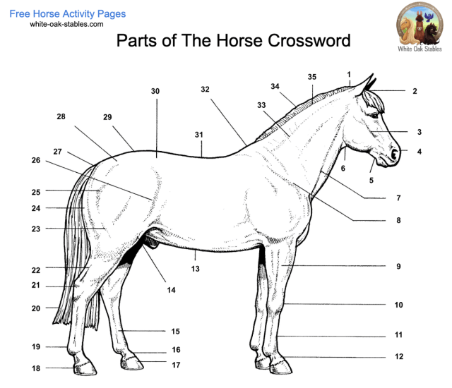 Parts of the horse crossword â activity page white oak stables