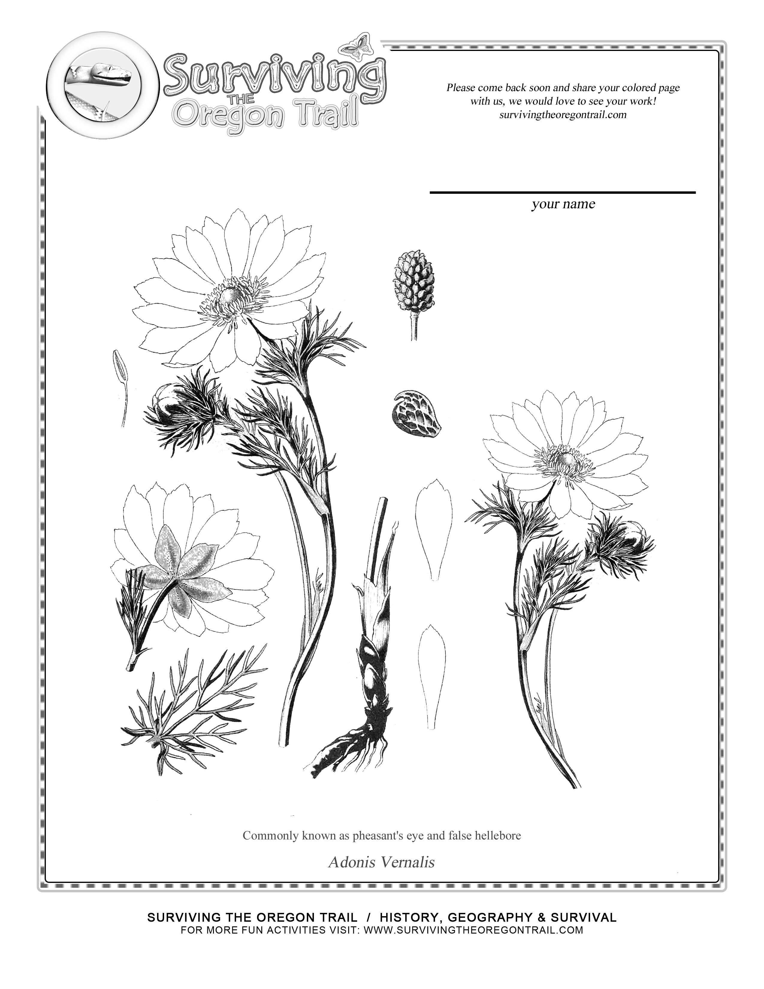 Coloring page â adonis vernalis poisonous beauty