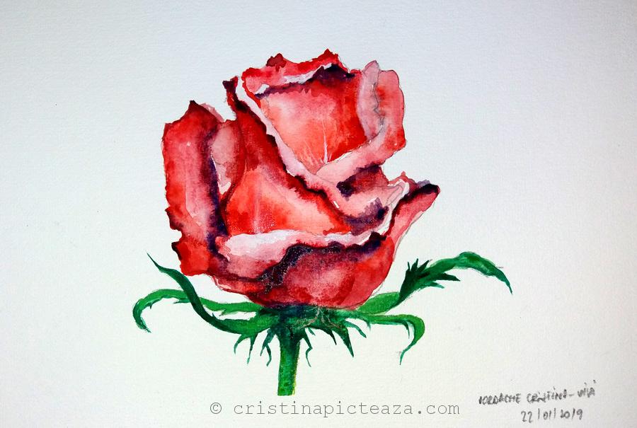 How to draw a rose flower painting â watercolor