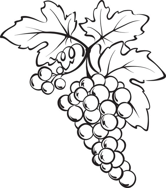 A bunch of grapes coloring page grape drawing fruit coloring pages coloring pages