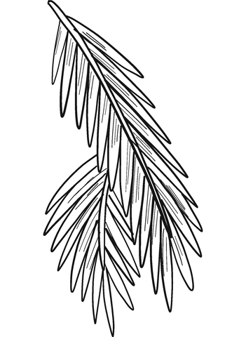 Evergreen tree branch coloring page free printable coloring pages