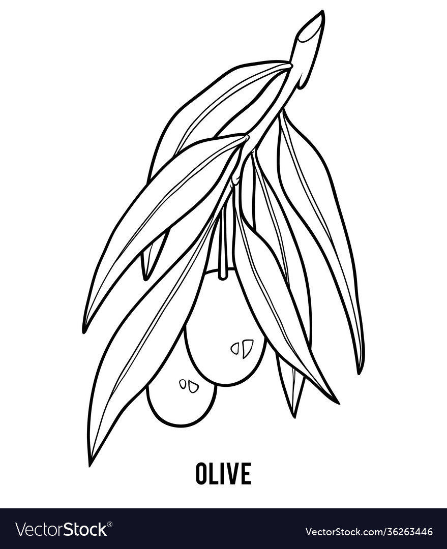 Coloring book for children olive tree branch vector image