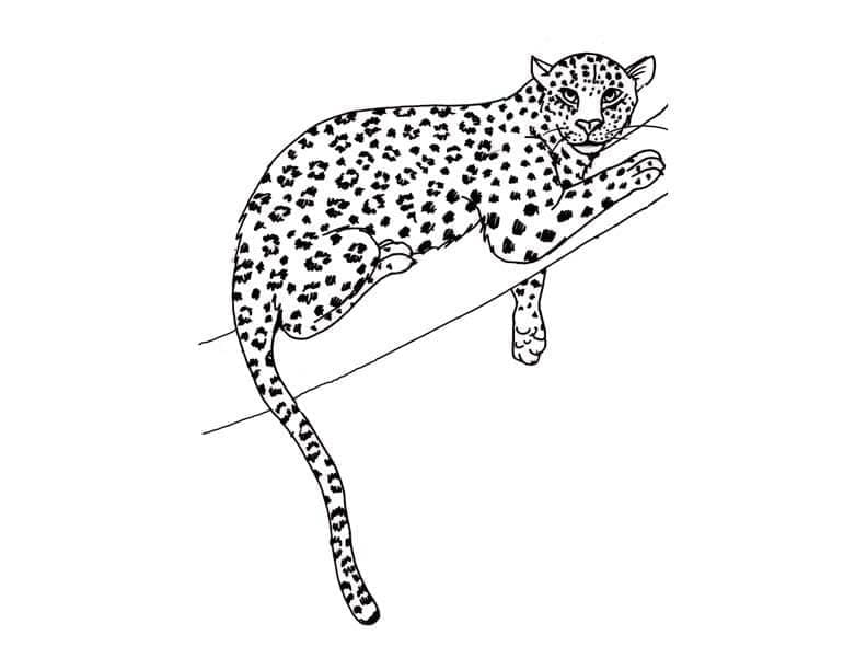 Leopard on a tree branch coloring page