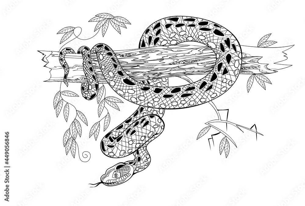 Illustration of a dangerous anaconda snake on tree branch black and white page for coloring book drawing for print logo tattoo jewelry decoration printable sheet for coloring and meditation vector
