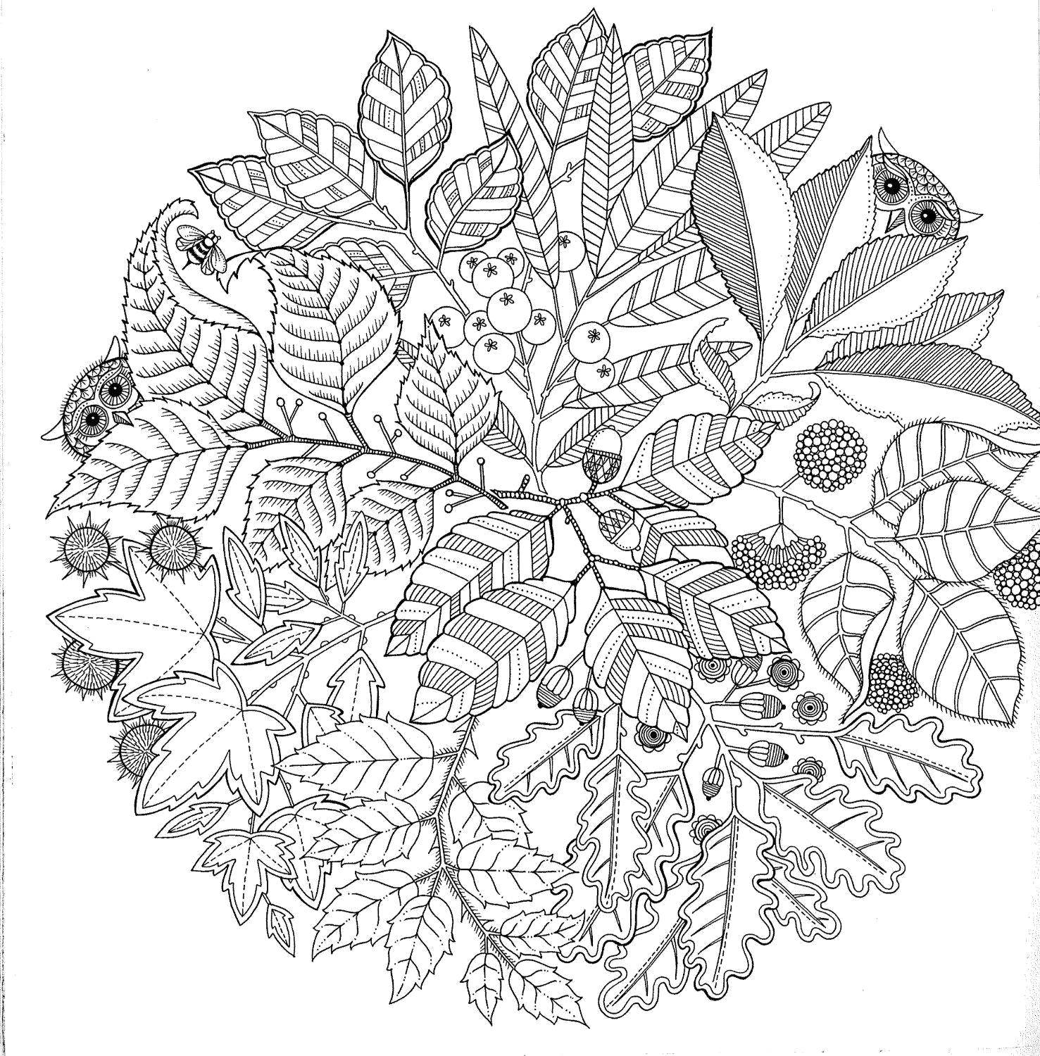 Online coloring pages coloring page deciduous tree branches forest download print coloring page