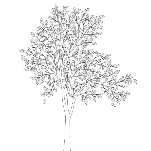 Adult coloring pages tree stock photos pictures royalty