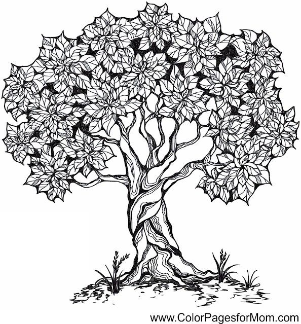 Advanced coloring pages tree tree coloring page adult coloring pages coloring pages