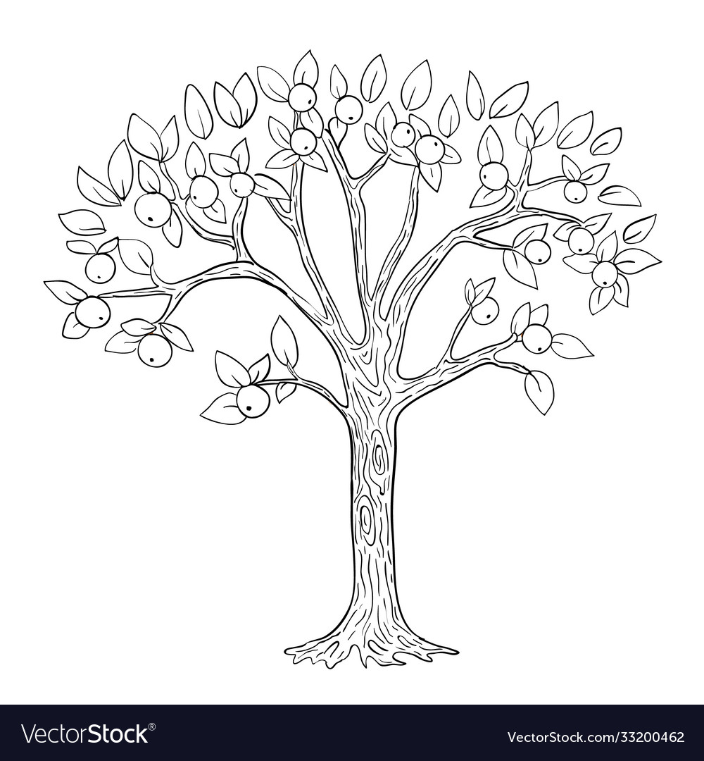 Apple tree coloring page black and white vector image