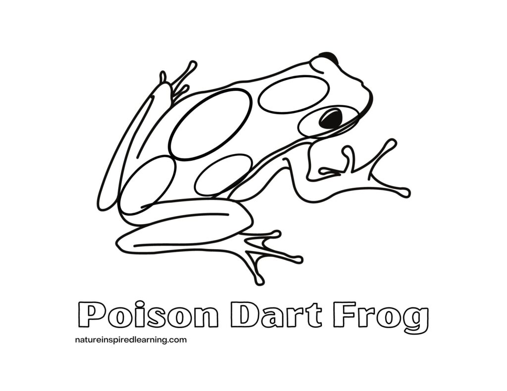 Realistic frog coloring pages