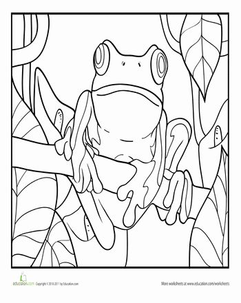 Tree frog worksheet education frog coloring pages coloring pages animal coloring books