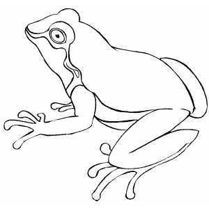 Tree frog coloring page