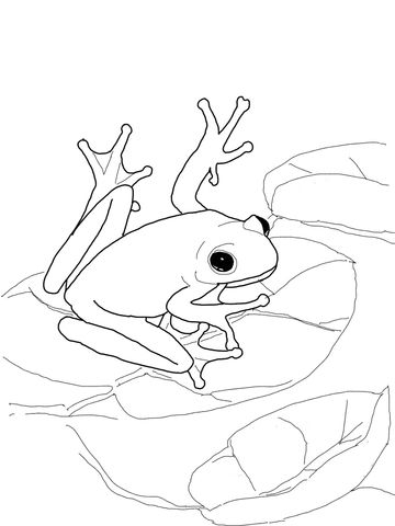 American green tree frog coloring page free printable coloring pages frog coloring pages tree coloring page american green tree frog