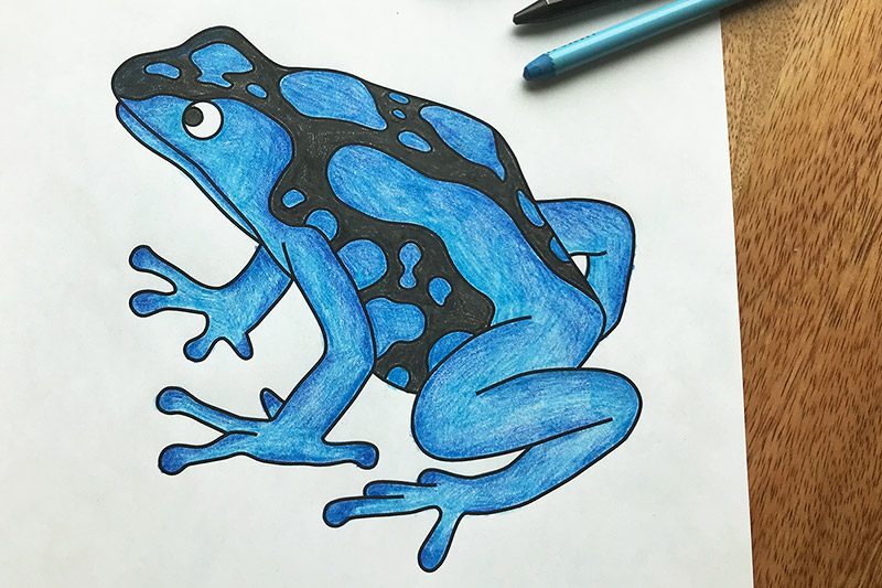 Posion dart frog free printable templates coloring pages