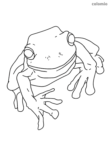 Frogs coloring pages free printable frog coloring sheets