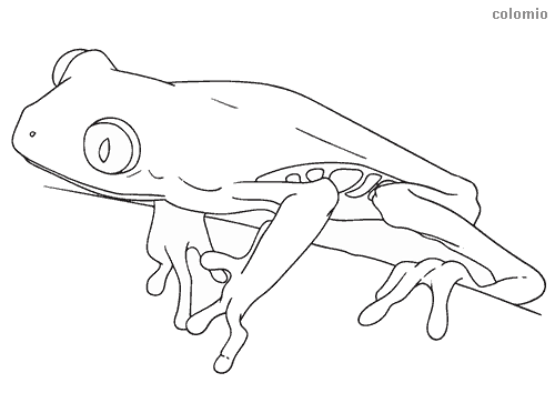 Frogs coloring pages free printable frog coloring sheets