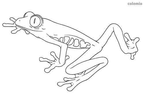 Frogs coloring pages free printable frog coloring sheets