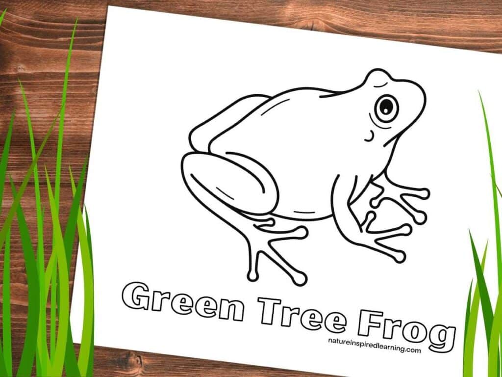 Realistic frog coloring pages